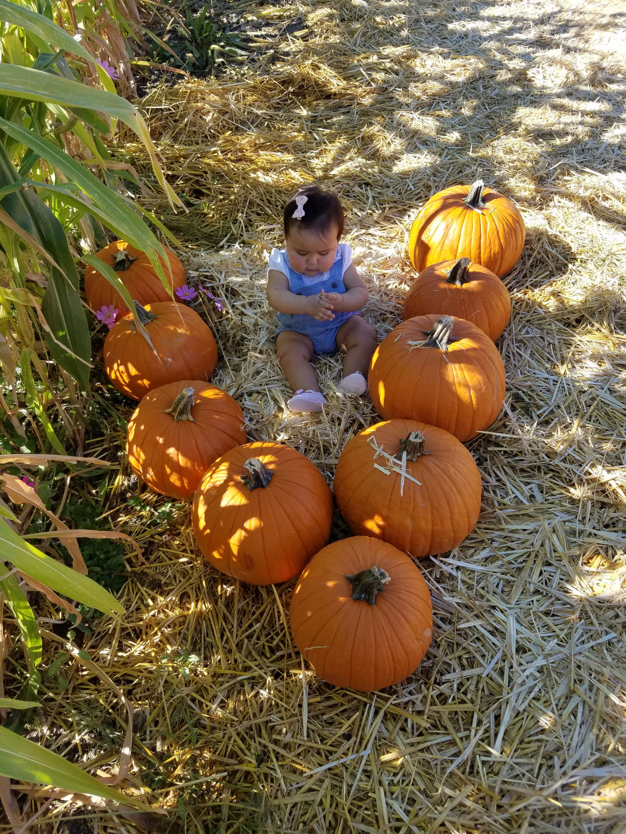 Picking Pumpkins 2017